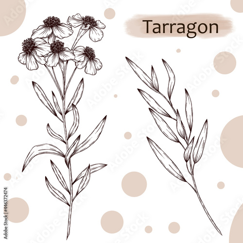 Tarragon branches illustration, Artemisia dracunculus sketch, herbs botanical art, vintage style seasoning sketch