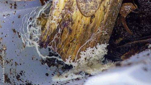 Myxomycetes Brefeldia maxima growing on substrate time lapse photo