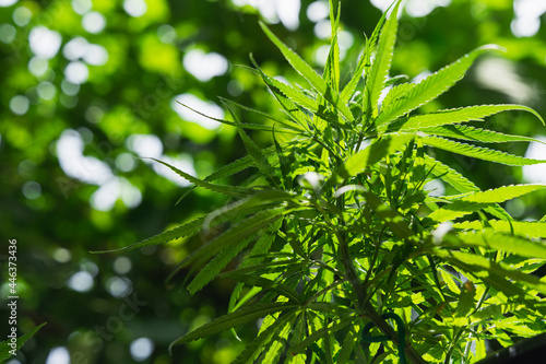 Closeup marijuana plant with sunlight. Cannabis cultivation plots. Herbal alternative medicine  cbd oil concept.