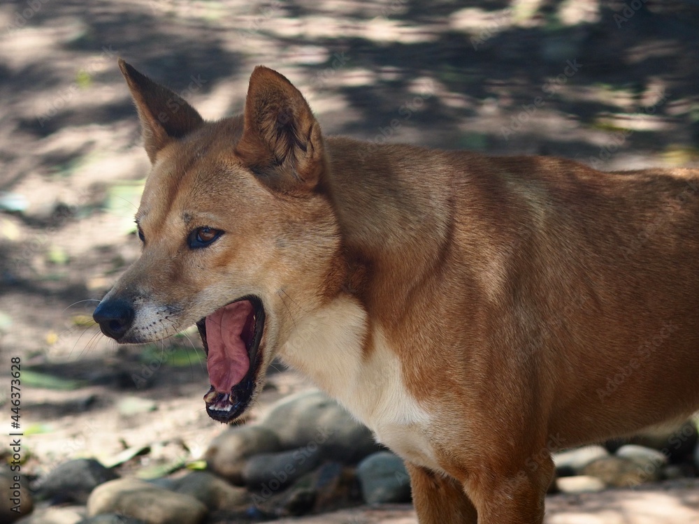 Streamlined agile Dingo in natural beauty. Streamlined agile Dingo in natural beauty.