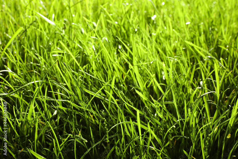 Beautiful lush green grass as background, closeup Beautiful lush green grass as background, closeup