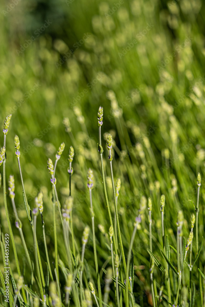 small lavender flowers blooming under the sun in the field small lavender flowers blooming under the sun in the field