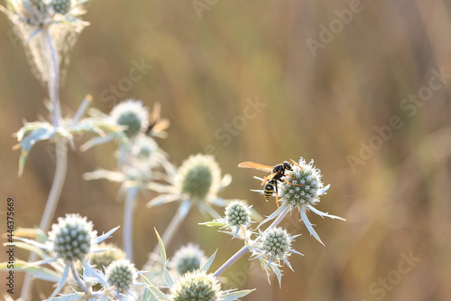 A field plant with an insect on a bud on a background of dry grass on a summer sunny day