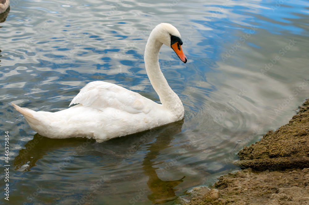 A white majestic swan floats in front of a wave of water. Young swan in the middle of the water. Drops on a wet head. A white majestic swan floats in front of a wave of water. Young swan in the middle of the water. Drops on a wet head.