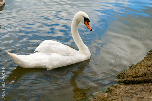 A white majestic swan floats in front of a wave of water. Young swan in the middle of the water. Drops on a wet head.