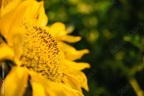 Sunflower flower close-up. Bright sunlight falls on the yellow petals.