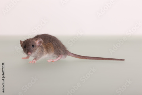 studio portrait of a baby rat