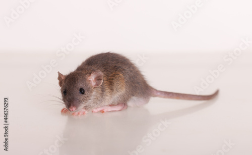portrait of a baby rat