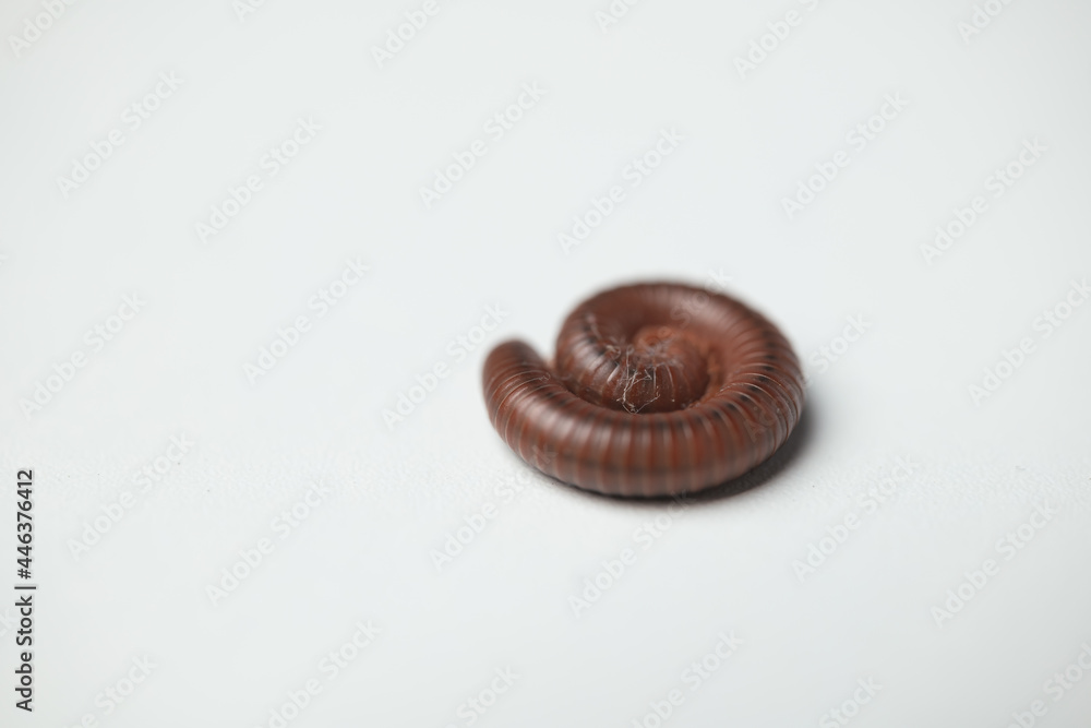 Asian rusty millipede or Trigoniulus Corallinus making a round body for protection. Asian rusty millipede or Trigoniulus Corallinus making a round body for protection.