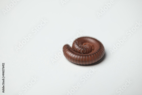 Asian rusty millipede or Trigoniulus Corallinus making a round body for protection.