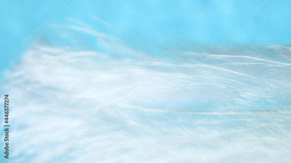 Closeup white fluffy feather texture on blue abstract background, blurred motion Closeup white fluffy feather texture on blue abstract background, blurred motion