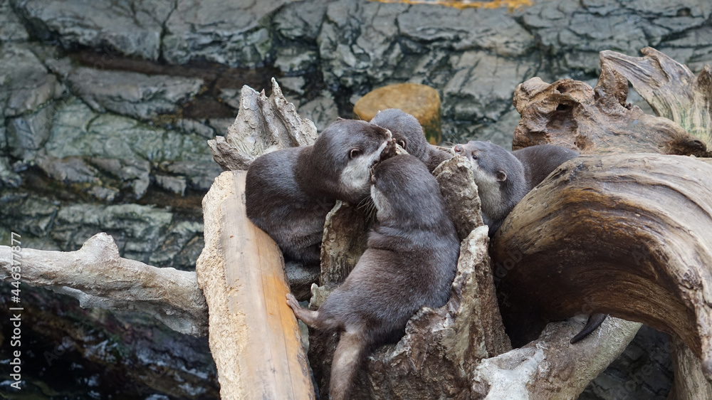 Obraz premium Sea otter sleeping resting on log near river