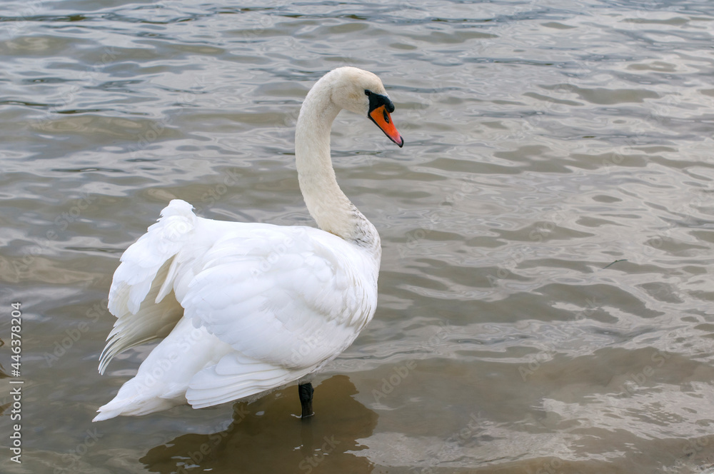 Naklejka premium White swans stand in the water. Reflections of the golden sun in a blue pond.