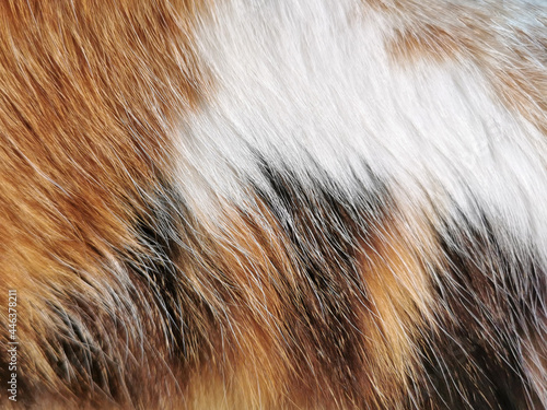 Cat fur texture background.  Calico cat or Tortoiseshell cat hair background. photo