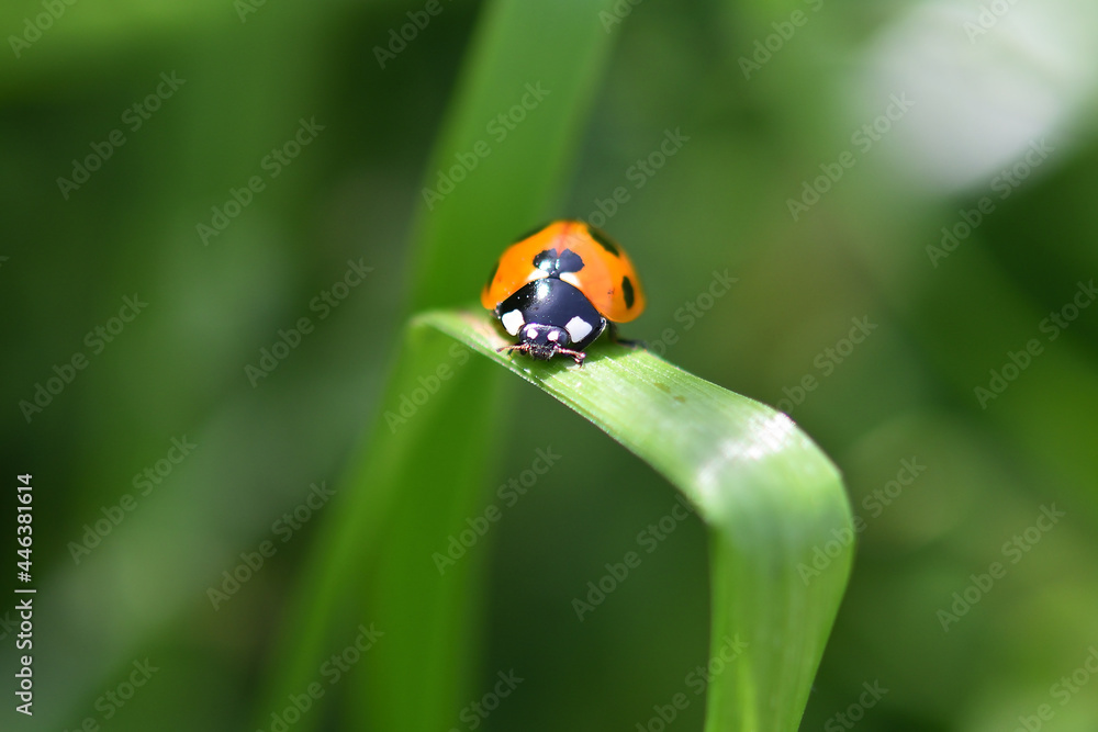 Ladybug on green leaf. His bright orange body is so visible in the glassland. Ladybug on green leaf. His bright orange body is so visible in the glassland.