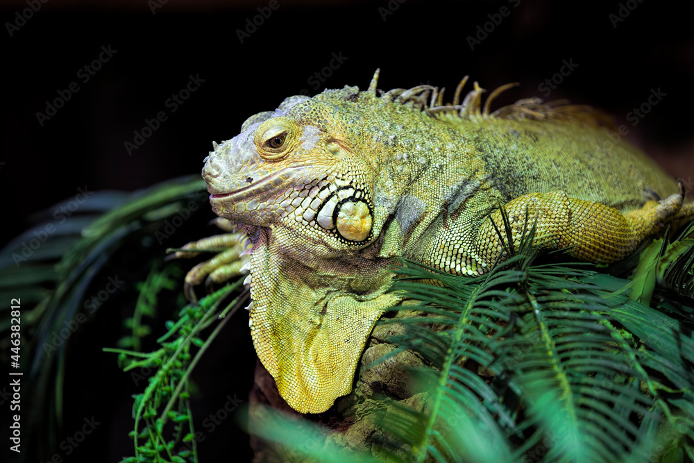 Portrait of a Green Iguana Lizard Portrait of a Green Iguana Lizard