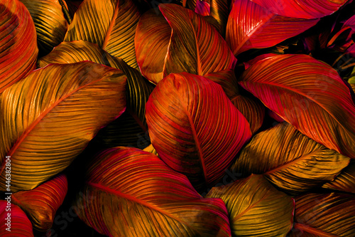 Fotografi closeup nature view of red leaves background, abstract leaf texture