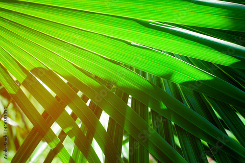 abstract palm leaf background  closeup blue leaves texture