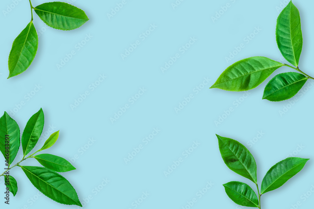 top view of green tea leaf on blue color background. minimal summer concept, flat lay, copy space top view of green tea leaf on blue color background. minimal summer concept, flat lay, copy space