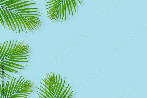 top view of tropical palm leaf on blue color background. minimal summer concept  flat lay  copy space