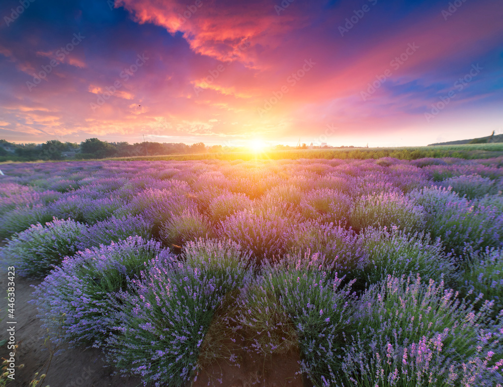Fototapeta premium Violet lavender field in Provence. Lavanda officinalis