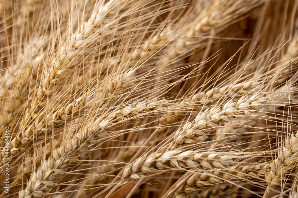 Golden yellow wheat fields, mature wheat.