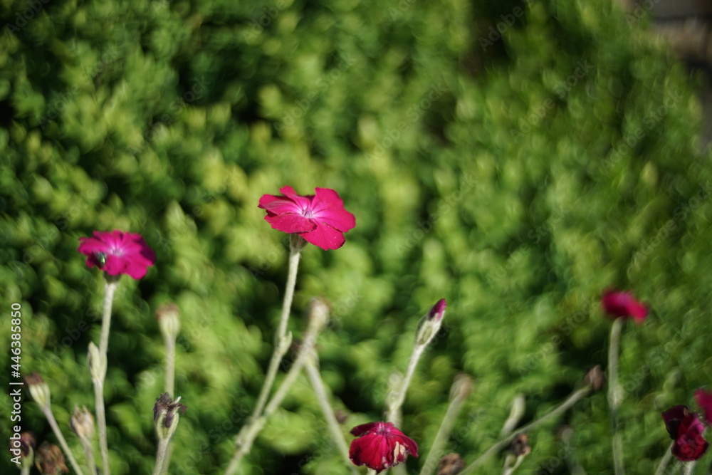 Kronen-Lichtnelke in einem Garten mit unscharfem Hintergrund, Silene coronaria Kronen-Lichtnelke in einem Garten mit unscharfem Hintergrund, Silene coronaria