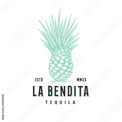 Agave vector logo design. Hand drawn agave vector isolated on white background. Vintage Tequila logo design.