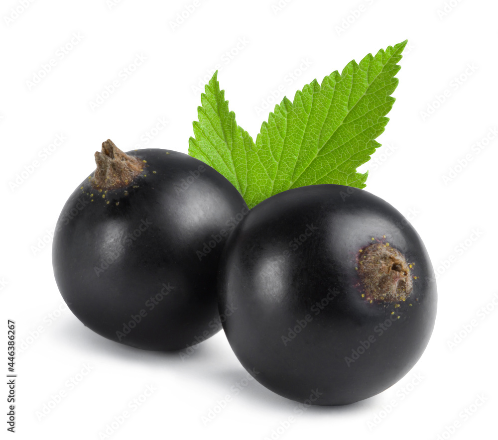 Ripe black currant isolated on white background. Fresh juicy berries. Ripe black currant isolated on white background. Fresh juicy berries.