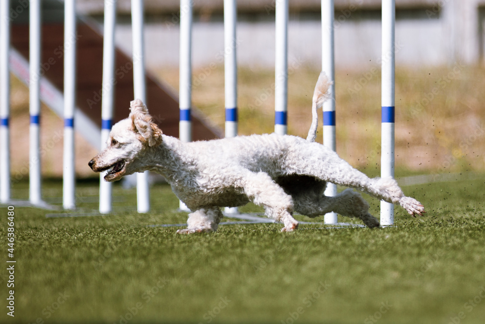 Outside agility shoot of attentive obedient small grey poodle doing dog agility slalom hurdle on sunny summer day. Purebred caniche moyen with show curly hair cut enjoying summer sport activities. Outside agility shoot of attentive obedient small grey poodle doing dog agility slalom hurdle on sunny summer day. Purebred caniche moyen with show curly hair cut enjoying summer sport activities.