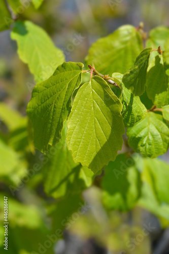 Witch Hazel