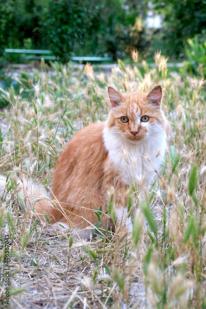 A ginger homeless cat sits on the lawn against the backdrop of bushes. Portrait of a beautiful homeless cat on the loose.