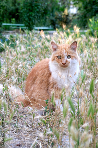 A ginger homeless cat sits on the lawn against the backdrop of bushes. Portrait of a beautiful homeless cat on the loose.