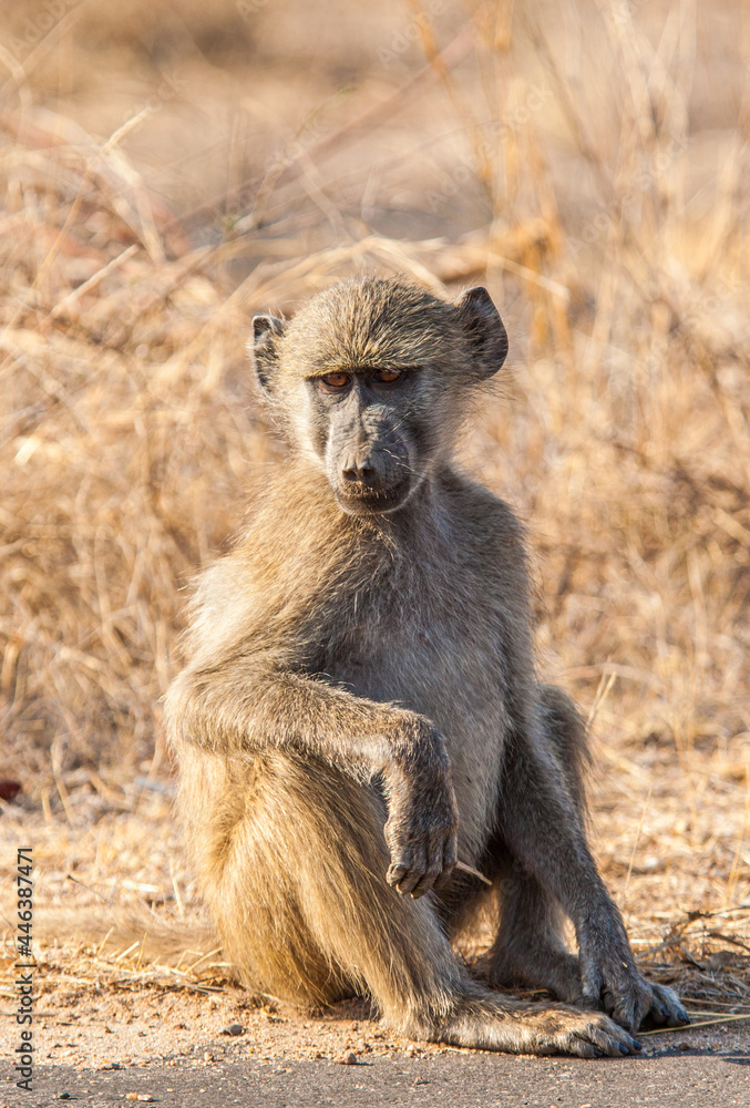 Young Chacma baboon sitting on a dust road in the Kruger Park in South Africa Young Chacma baboon sitting on a dust road in the Kruger Park in South Africa