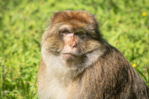 Gesichts eines Affen in die Kamera © Carola