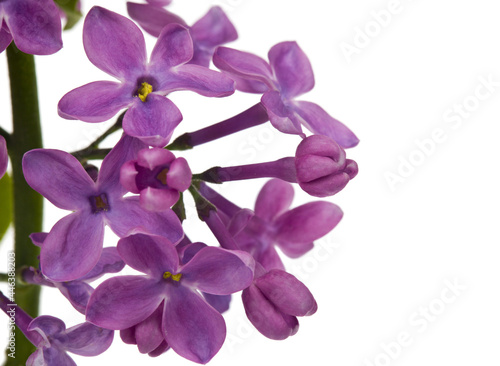 Lilac flowers isolated on white background.