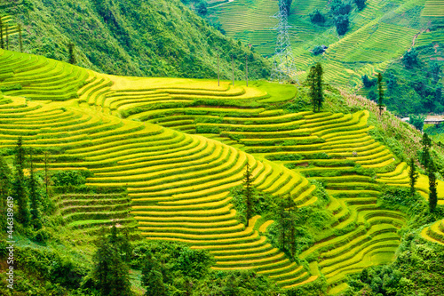 Rice fields on terraced of Y Ty, Bat Xat, Lao Cai, Viet Nam. Rice fields prepare the harvest at Northwest Vietnam.Vietnam landscapes.