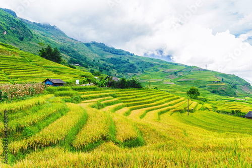 Rice fields on terraced of Y Ty  Bat Xat  Lao Cai  Viet Nam. Rice fields prepare the harvest at Northwest Vietnam.Vietnam landscapes.