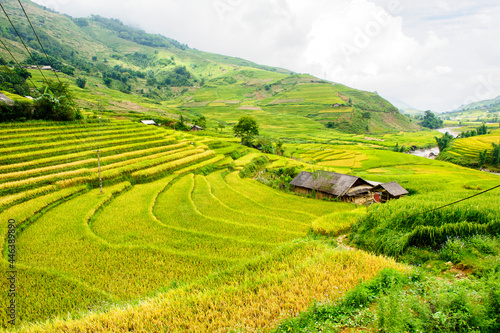 Rice fields on terraced of Y Ty, Bat Xat, Lao Cai, Viet Nam. Rice fields prepare the harvest at Northwest Vietnam.Vietnam landscapes.