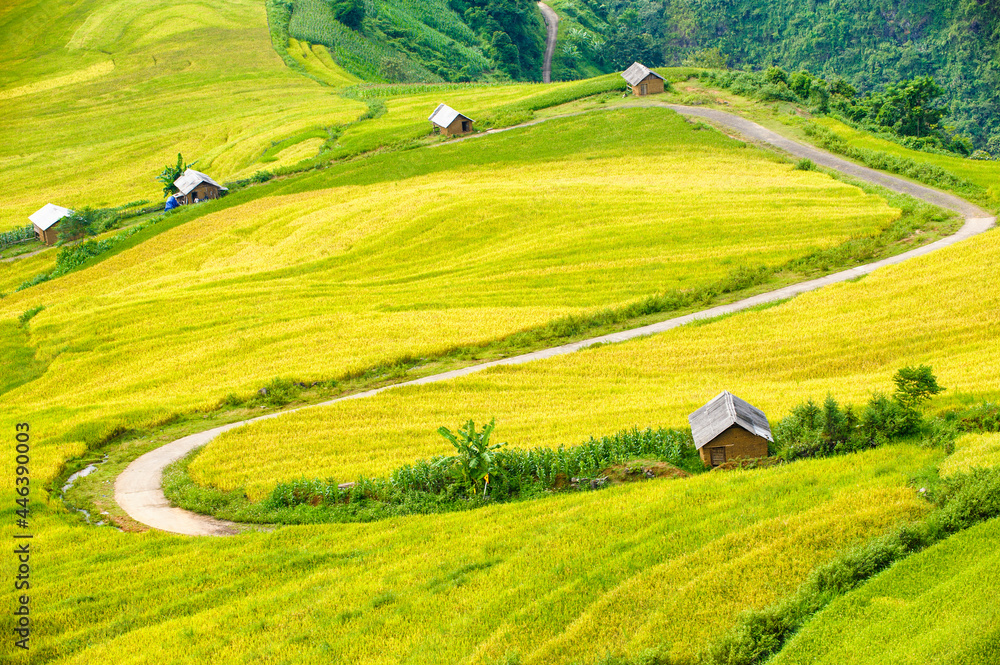 Fototapeta premium Rice fields on terraced of Y Ty, Bat Xat, Lao Cai, Viet Nam. Rice fields prepare the harvest at Northwest Vietnam.Vietnam landscapes.