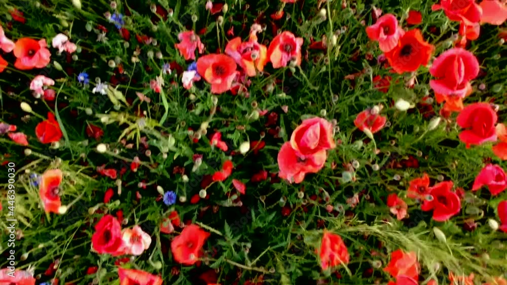 Luftaufnahme. Mohn, Mohnfeld, Weizen, Getreide, Panorama, Aussicht, Feld. Luftaufnahme. Mohn, Mohnfeld, Weizen, Getreide, Panorama, Aussicht, Feld.