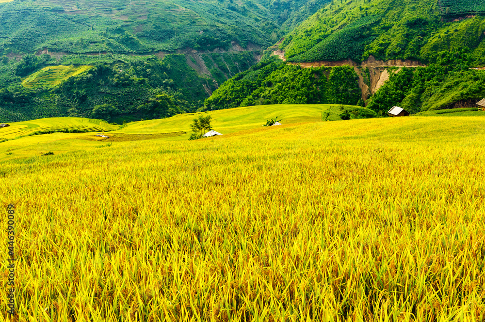 Rice fields on terraced of Y Ty, Bat Xat, Lao Cai, Viet Nam. Rice fields prepare the harvest at Northwest Vietnam.Vietnam landscapes.