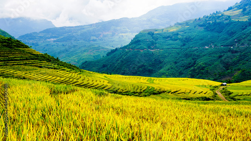 Rice fields on terraced of Y Ty, Bat Xat, Lao Cai, Viet Nam. Rice fields prepare the harvest at Northwest Vietnam.Vietnam landscapes.