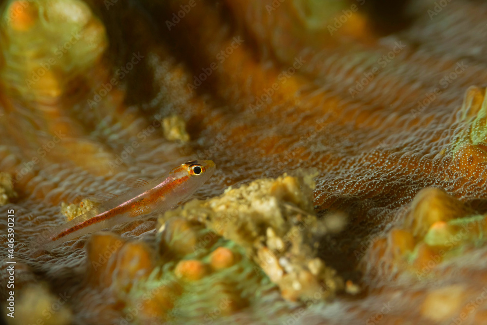 Pleurosicya micheli fish at sea bottom Pleurosicya micheli fish at sea bottom