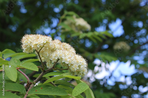 White flowering branch of rowan on a background of blue sky and green leaves