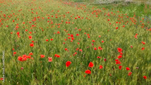 Luftaufnahme.  Mohn, Mohnfeld, Weizen, Getreide, Panorama, Aussicht, Feld.