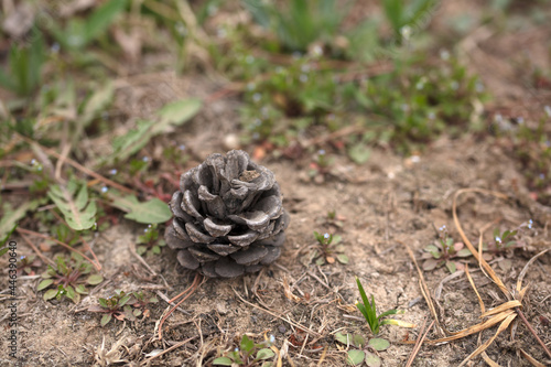 Fallen pine cones on the grass