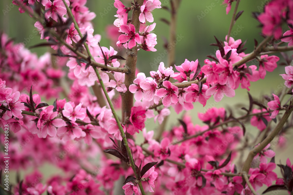 Blooming green plant Ulmus leaf plum in spring Blooming green plant Ulmus leaf plum in spring