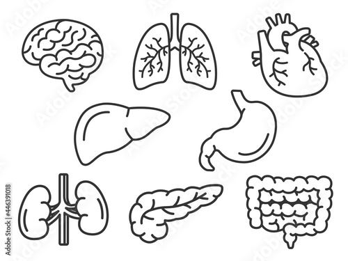 人間の臓器のイラストセット