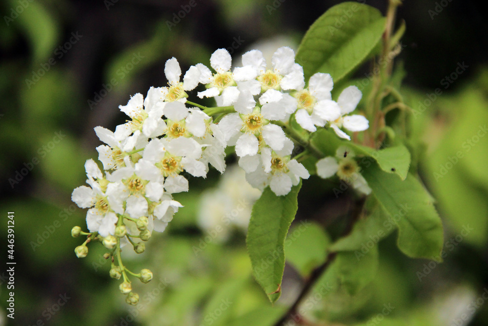 A branch of a wild apple tree at the time of flowering and honey collection.